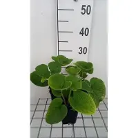 GRDplanten 6x Kaukasische vergeet-mij-nietje - Brunnera macr. 'Betty Bowring' | 9x9 cm pot