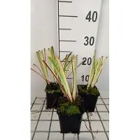 GRDplanten 6x Baardiris - Iris (germ.) 'Nel Jape' | 9x9 cm pot
