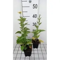 GRDplanten 6x Zonnehoed - Rudbeckia subtomentosa | 9x9 cm pot