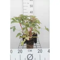 GRDplanten 6x Nieskruid - Helleborus argutifolius | 9x9 cm pot