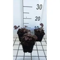 GRDplanten 6x Kijkblad - Rodgersia pinn. 'Chocolate Wings' | 9x9 cm pot