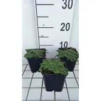 GRDplanten 6x Kruiptijm - Thymus praecox 'Minor' | 9x9 cm pot