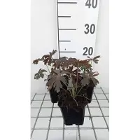 GRDplanten 6x Ooievaarsbek - Geranium macul. 'Espresso' | 9x9 cm pot