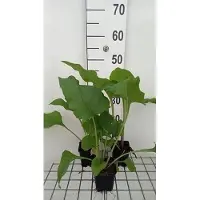 GRDplanten 6x Zonnekroon - Silphium perfoliatum | 9x9 cm pot