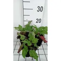 GRDplanten 6x Duizenknoop - Persicaria ampl. 'J.s. Caliente' | 9x9 cm pot