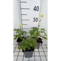 GRDplanten 6x Kogelbloem - Trollius europaeus | 9x9 cm pot