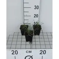 GRDplanten 6x Slangenbaard - Ophiopogon jap. 'Minor' | 9x9 cm pot
