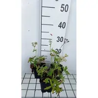 GRDplanten 6x Zeeuws knoopje - Astrantia maj. 'Snowstar' | 9x9 cm pot