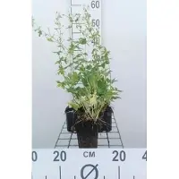 GRDplanten 6x Ooievaarsbek - Geranium phaeum 'Album' | 9x9 cm pot