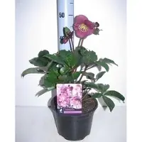 GRDplanten 6x Stinkend nieskruid - Helleborus hybr. 'Anna's Red' | 9x9 cm pot