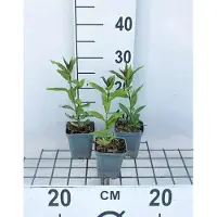 GRDplanten 6x Vlambloem - Phlox (p) 'Europa' | 9x9 cm pot