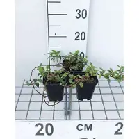 GRDplanten 12x Dwergmispel 'Major' - Cotoneaster damm. 'Major' (radicans) | 9x9 cm pot