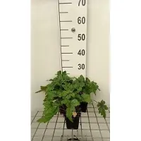 GRDplanten 6x Perzische muts - Tiarella hybr. 'Sugar & Spice' | 9x9 cm pot