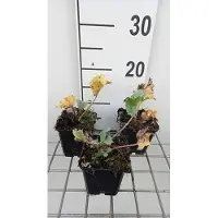 GRDplanten 6x Kruisdistel - Eryngium maritimum | 9x9 cm pot
