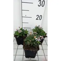 GRDplanten 6x Zomeraster - Kalimeris inc. 'Nana Blue' | 9x9 cm pot