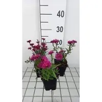GRDplanten 6x Aster - Aster n.b. 'Royal Ruby' | 9x9 cm pot