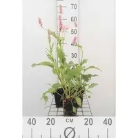 GRDplanten 6x Duizenknoop - Persicaria bist. 'Superba' ('latifolium') | 9x9 cm pot