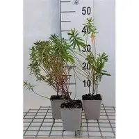 GRDplanten 6x Wolfsmelk - Euphorbia polychroma | 9x9 cm pot