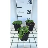 GRDplanten 6x Vlambloem - Phlox (s) 'Snowflake' | 9x9 cm pot