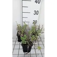 GRDplanten 6x Kattekruid - Nepeta faas. 'Alba' | 9x9 cm pot