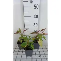 GRDplanten 6x Schildpadbloem - Penstemon hybr. 'Winter Star' | 9x9 cm pot
