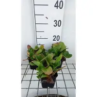 GRDplanten 6x Schoenlappersplant - Bergenia hybr. 'Abendglut' ( 'evening glow') | 9x9 cm pot
