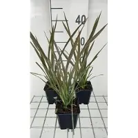 GRDplanten 6x Nieuw Zeelandse Vlas - Phormium tenax 'Purpureum' | 9x9 cm pot