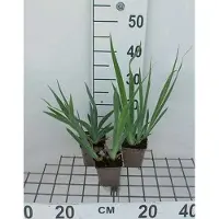 GRDplanten 6x Baardiris - Iris (germ.) 'Immortality' | 9x9 cm pot
