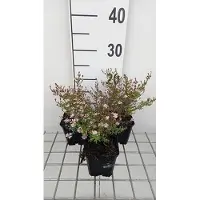GRDplanten 6x Aster - Aster eric. 'Lovely' | 9x9 cm pot