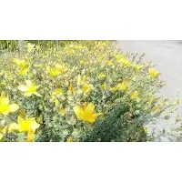 GRDplanten 6x Herfsthooi - Hypericum olymp. 'Citrinum' | 9x9 cm pot