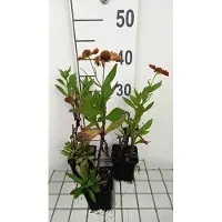 GRDplanten 6x Zonnekruid - Helenium hybr. 'Waltraut' | 9x9 cm pot