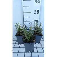 GRDplanten 6x Lavandel - Lavandula ang. 'Superbleu' | 9x9 cm pot