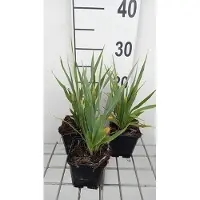 GRDplanten 6x Kruisdistel - Eryngium yuccifolium | 9x9 cm pot