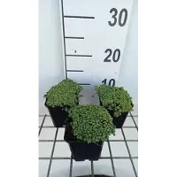 GRDplanten 6x Sedum hispanicum ( 'Glaucum')