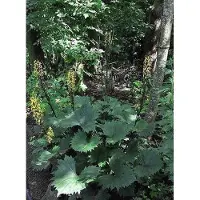 GRDplanten 6x Grijsaard - Ligularia sten. 'The Rocket' | 9x9 cm pot