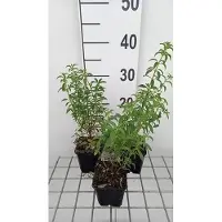 GRDplanten 6x Bellenplant - Fuchsia magell. 'Alba' ( 'molinae') | 9x9 cm pot