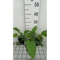 GRDplanten 6x Smeerwortel - Symphytum grandifl. 'Hidcote Blue' | 9x9 cm pot