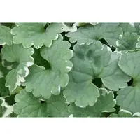 GRDplanten 6x Glechoma - Glechoma hed. 'Variegata' | 9x9 cm pot