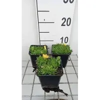 GRDplanten 6x Middagbloempje - Delosperma congestum | 9x9 cm pot