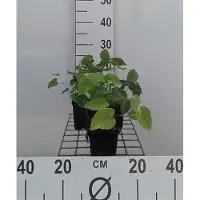 GRDplanten 6x Elfenbloem - Epimedium perralchicum 'Frohnleiten' | 9x9 cm pot