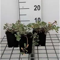 GRDplanten 6x Sedum spur. 'Variegatum'