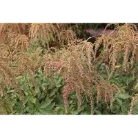GRDplanten 6x Pluimspirea - Astilbe (t) 'Straussenfeder' | 9x9 cm pot