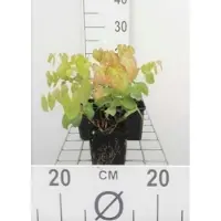 GRDplanten 6x Elfenbloem - Epimedium versicolor 'Sulphureum' | 9x9 cm pot