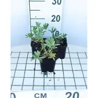 GRDplanten 6x Lupine - Lupinus hybr. 'Gallery Yellow' | 9x9 cm pot