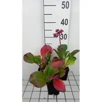 GRDplanten 6x Schoenlappersplant - Bergenia purpurascens | 9x9 cm pot