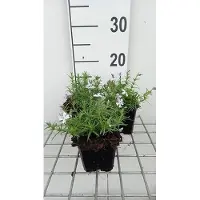GRDplanten 6x Vlambloem - Phlox (s) 'G.f. Wilson' | 9x9 cm pot