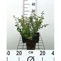 GRDplanten 12x Sneeuwbes - Symphoricarpos chen. 'Hancock' | 9x9 cm pot