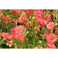 GRDplanten 6x Nagelkruid - Geum chil. 'Mrs. Bradshaw' ('feuerball') | 9x9 cm pot