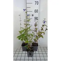 GRDplanten 6x Struiksalie - Salvia patens 'Royal Blue' | 9x9 cm pot