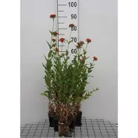 GRDplanten 6x Koekoeksbloem - Lychnis chalcedonica | 9x9 cm pot